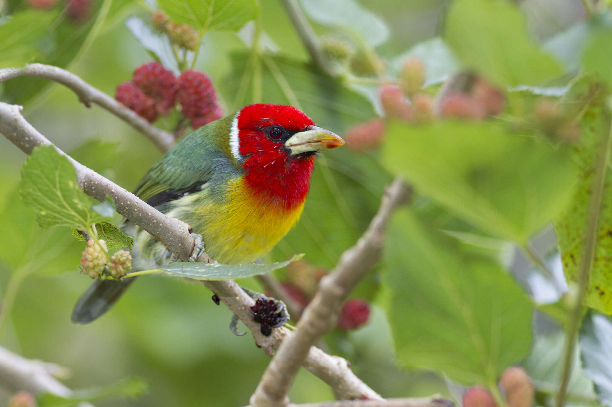 Image of Red-headed Barbet