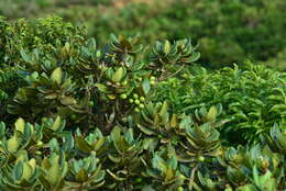 Image of Palaquium formosanum Hayata