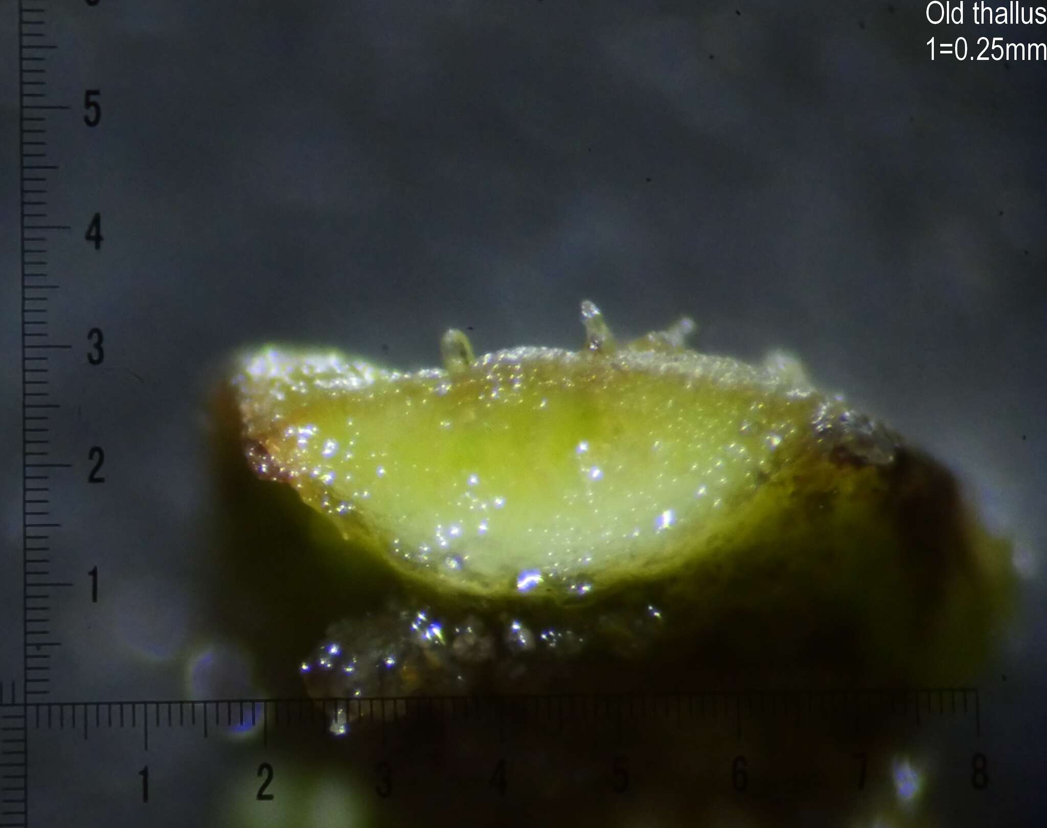 Image of Riccia subbifurca Warnst. ex Croz.