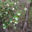 Image of Marianthus floribundus Putterl.