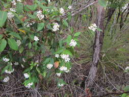 Image of Marianthus floribundus Putterl.