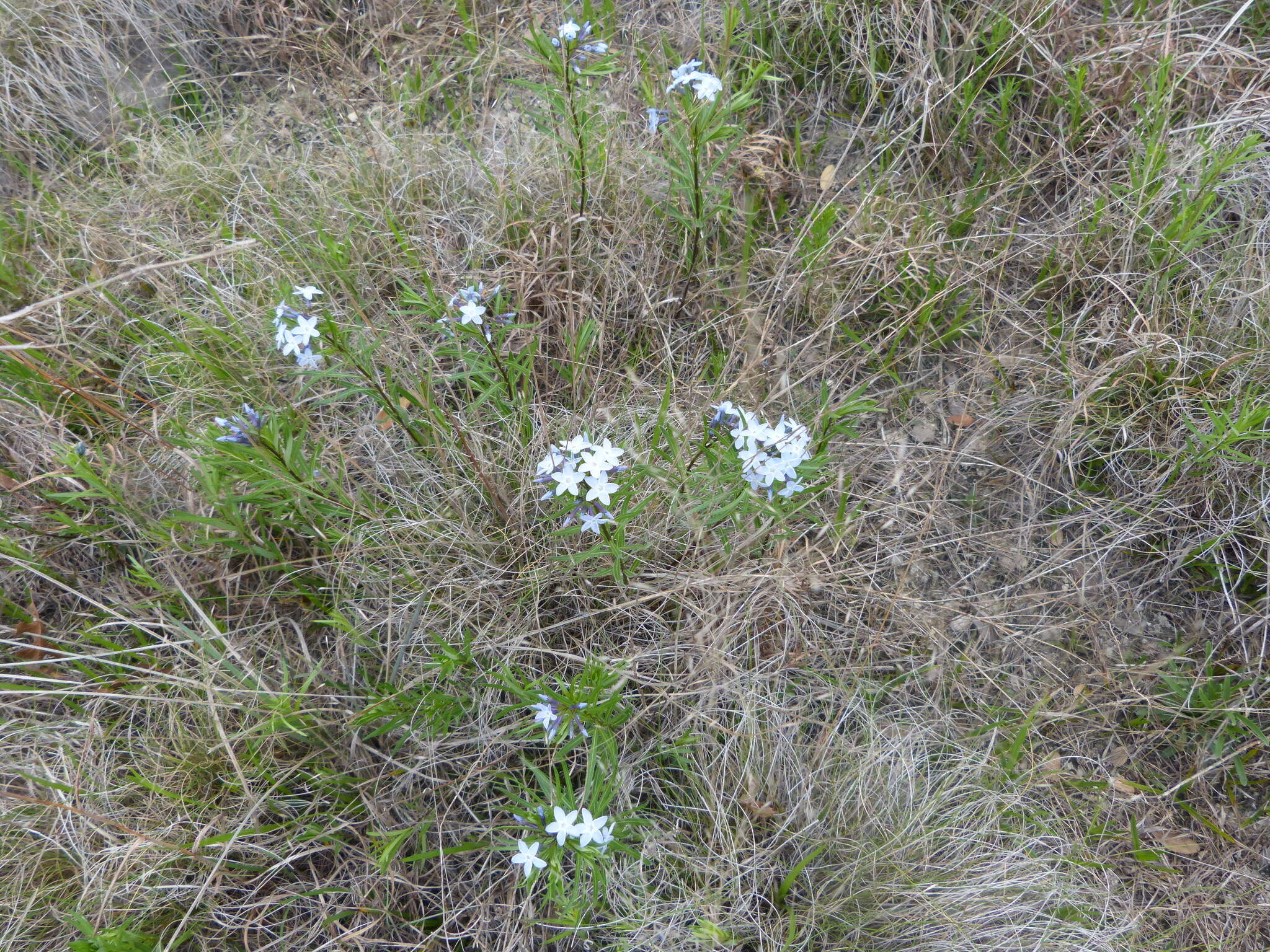 Plancia ëd Amsonia ciliata var. texana (A. Gray) J. M. Coult.