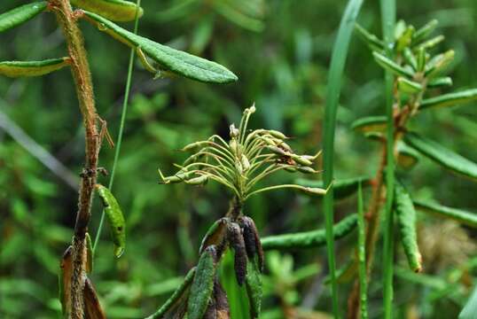 Image of Rusty Labrador-Tea