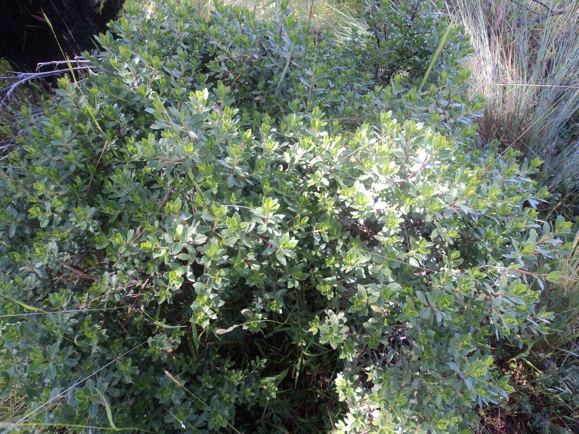 Image of Baccharis conferta Kunth