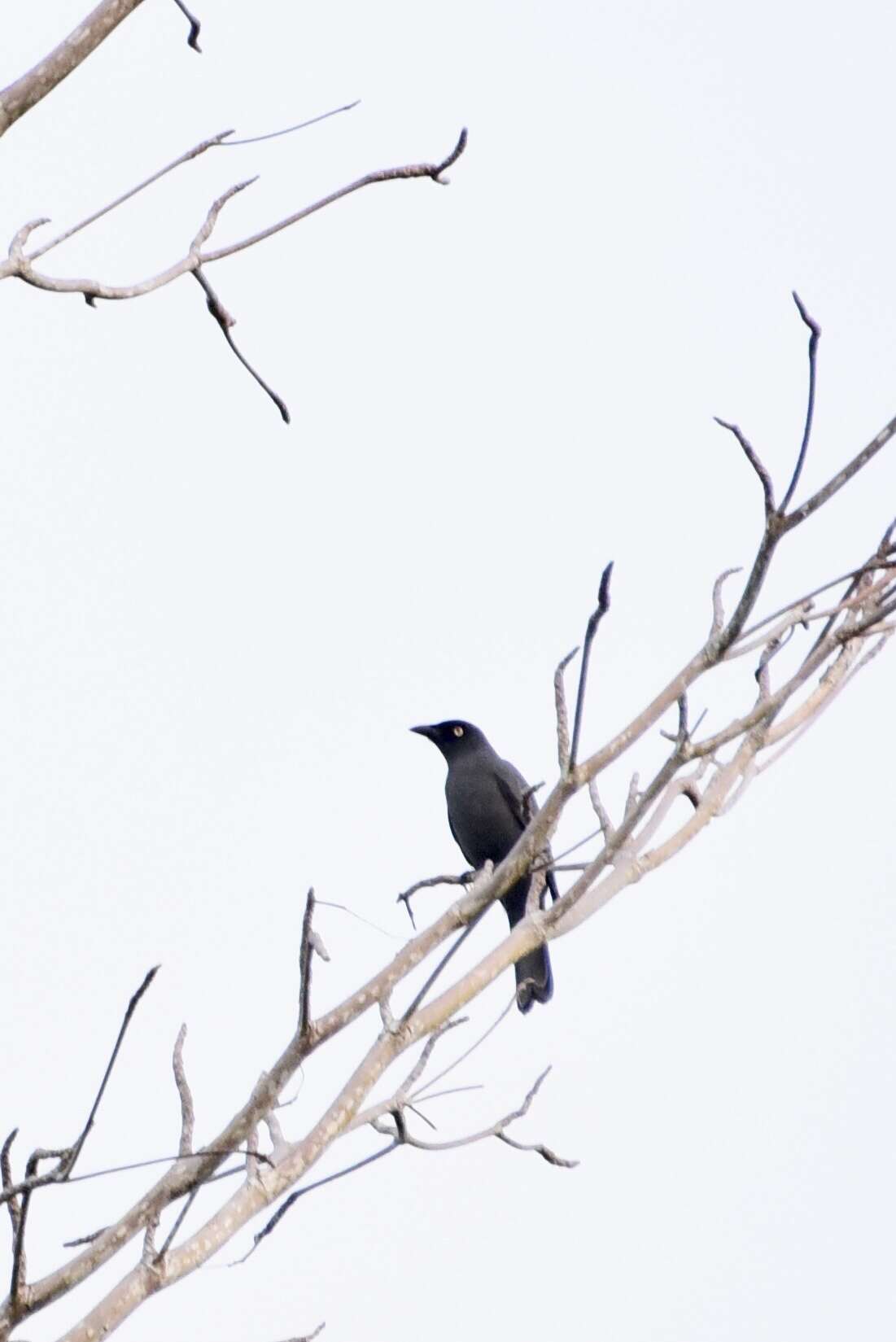 Image of South Melanesian Cuckooshrike