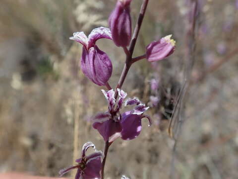 Image of most beautiful jewelflower