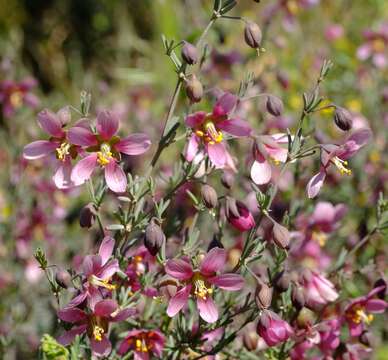 Image of Roepera rogersii (Compton) Beier & Thulin