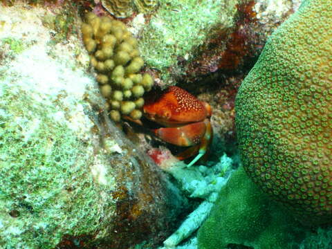 Image of batwing coral crab