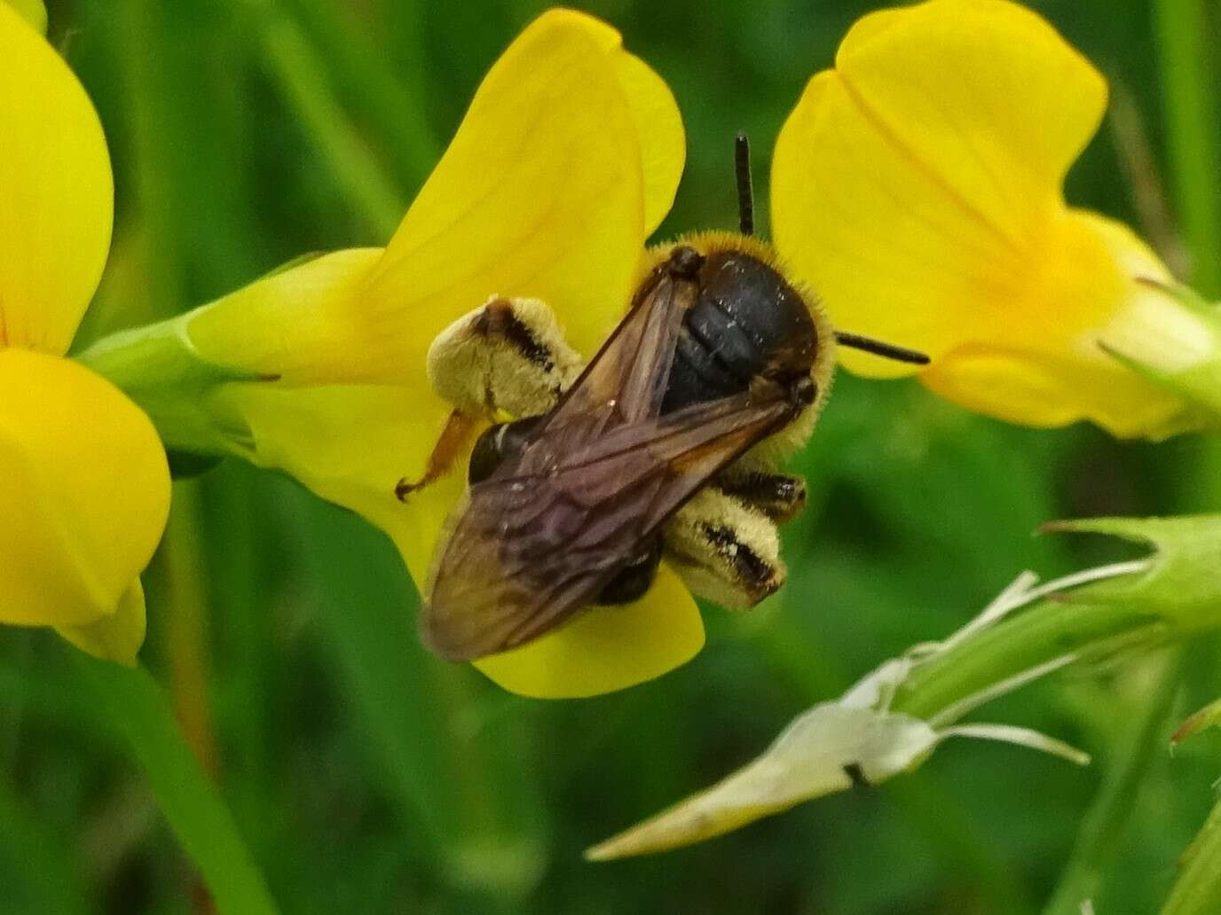 Image of Andrenine bee