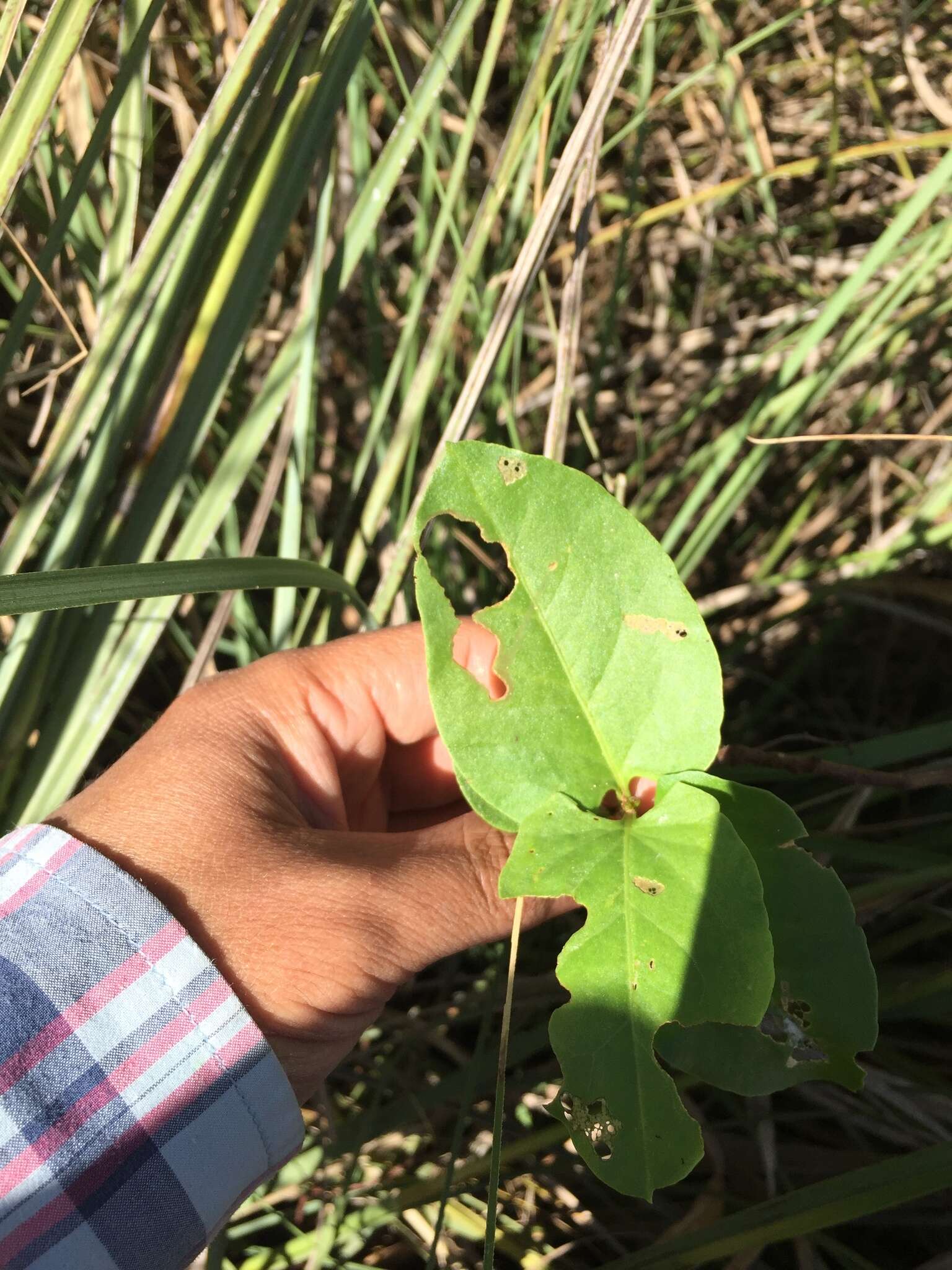 Imagem de Muehlenbeckia sagittifolia (Ortega) Meisn.