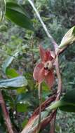 Image of Maxillaria schlimii (Linden & Rchb. fil.) Molinari