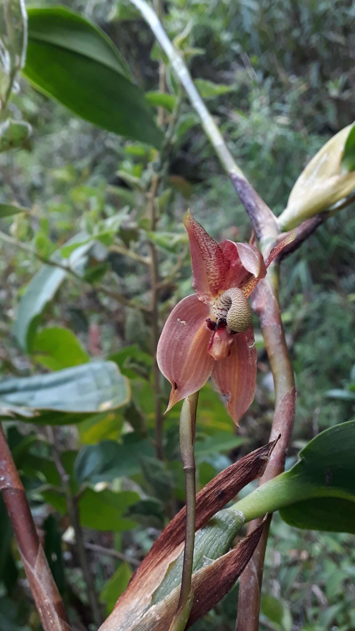 Image of Maxillaria schlimii (Linden & Rchb. fil.) Molinari