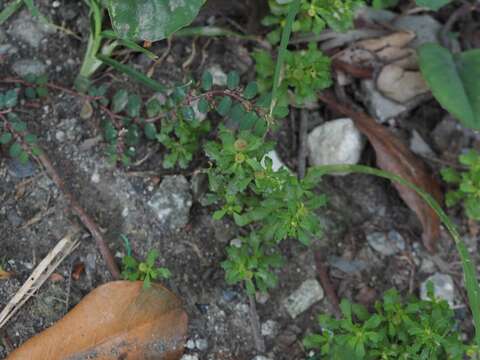 Image of Spreading-Sneezeweed