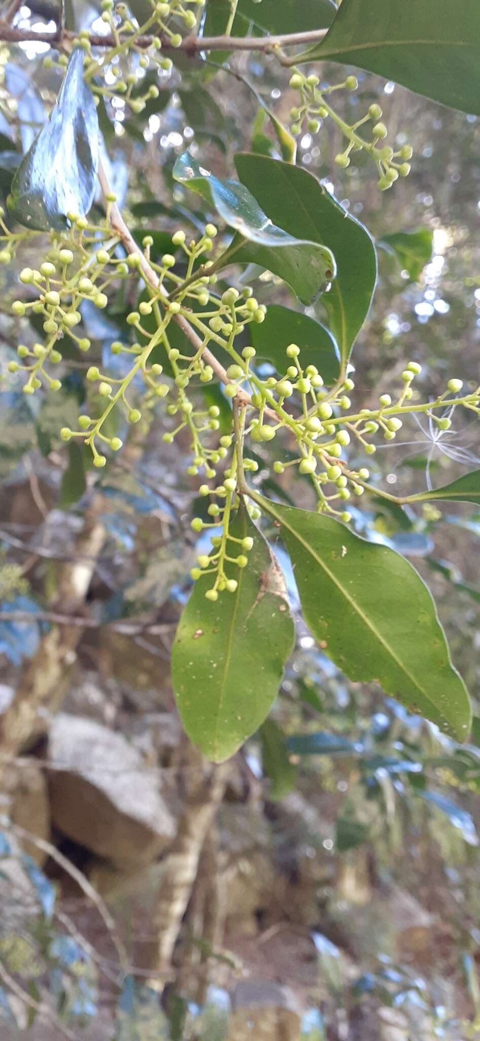 Plancia ëd Rhysotoechia bifoliolata Radlk.