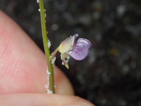 Image of bladderwort