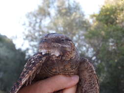 Image of Red-necked Nightjar