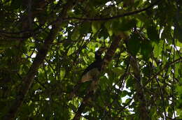 Image of Oriental Pied Hornbill