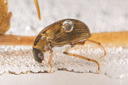 Image of Berosus (Berosus) signaticollis (Charpentier & T. 1825)