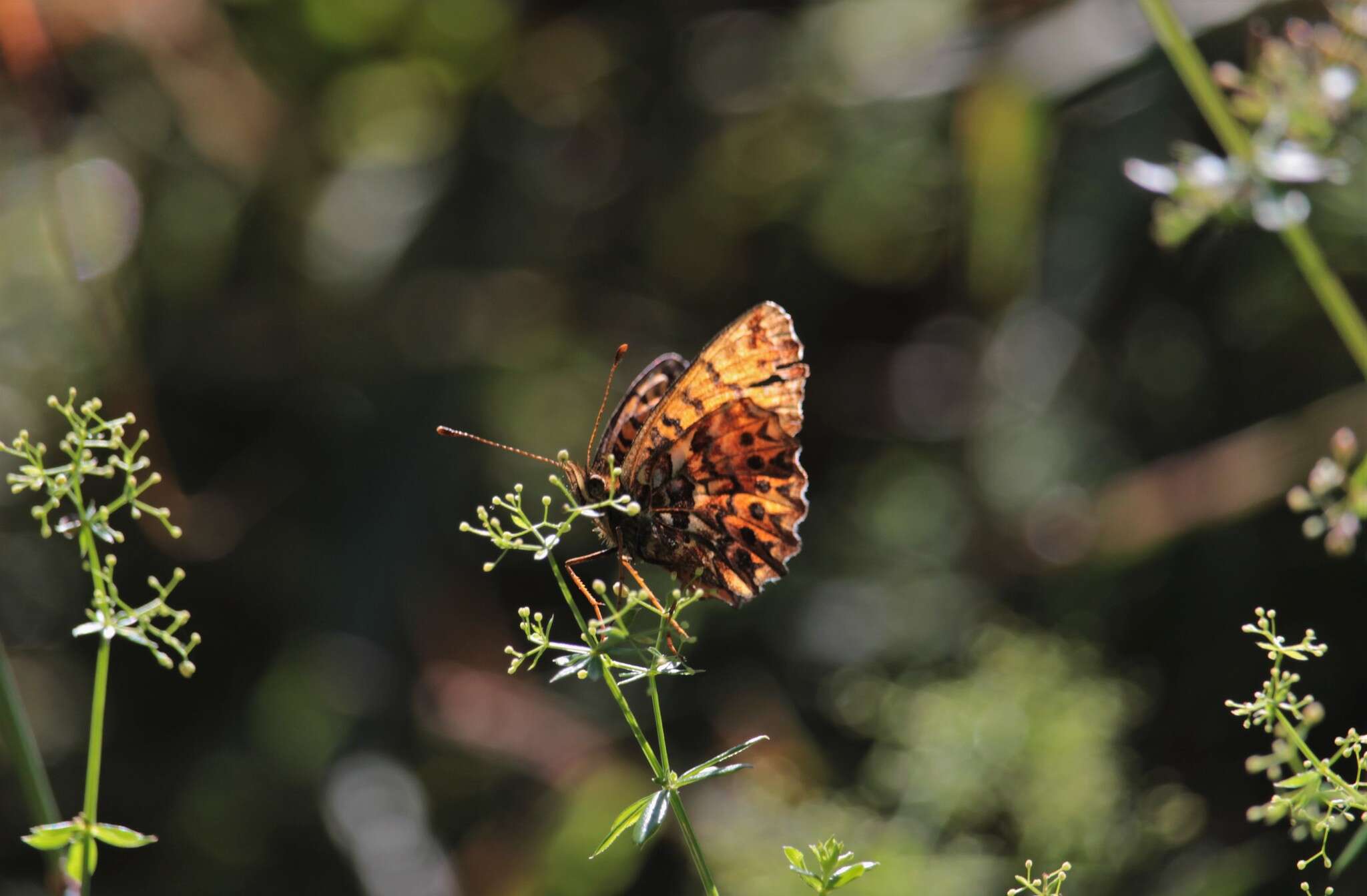 Imagem de <i>Boloria titania</i>