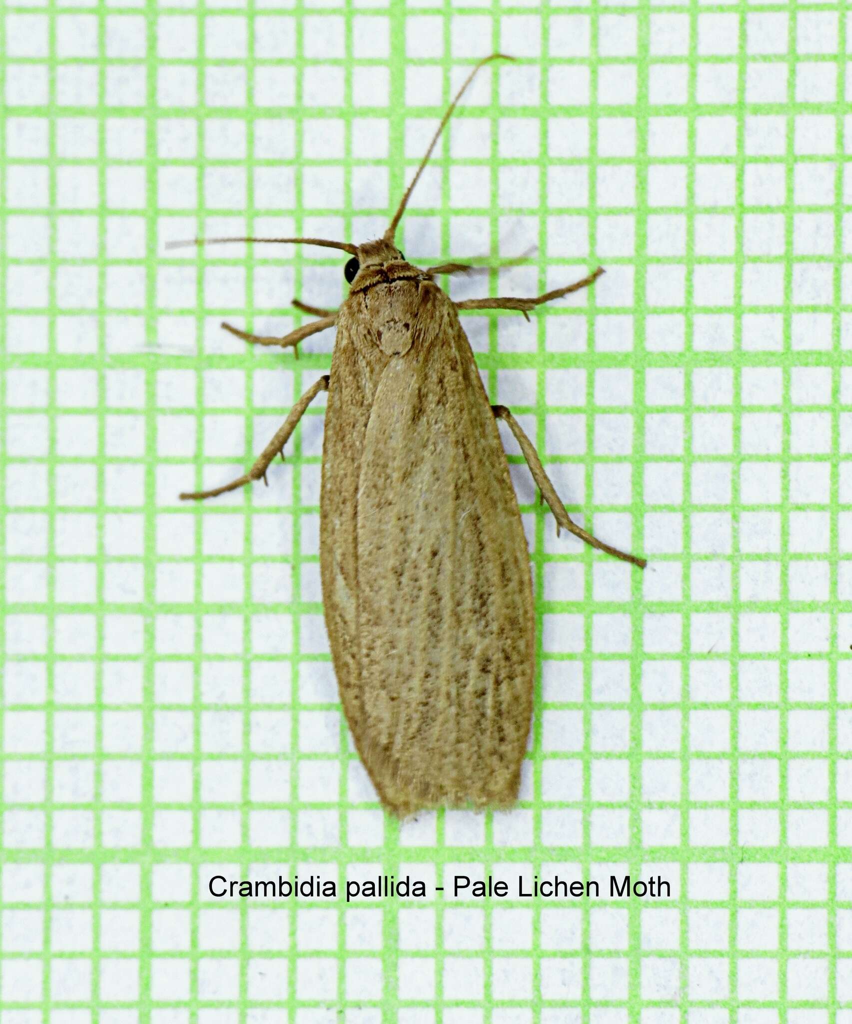 Image of Pale Lichen Moth