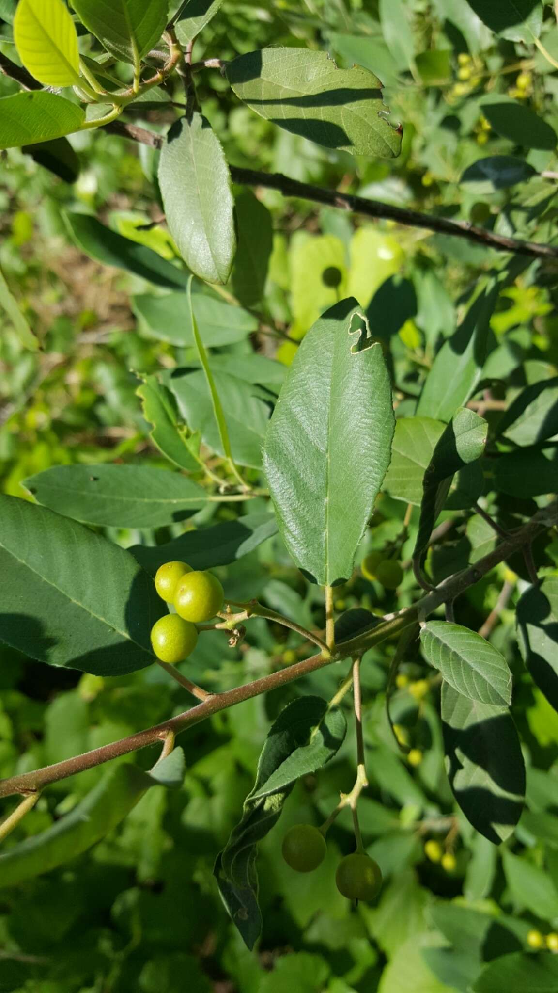 Image of beechleaf frangula