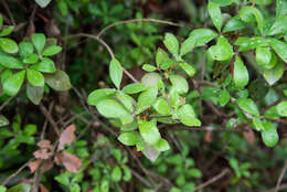 Imagem de Litsea rotundifolia var. oblongifolia (Nees) C. K. Allen