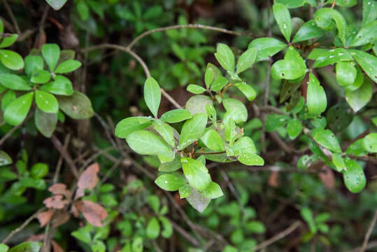 Imagem de Litsea rotundifolia var. oblongifolia (Nees) C. K. Allen