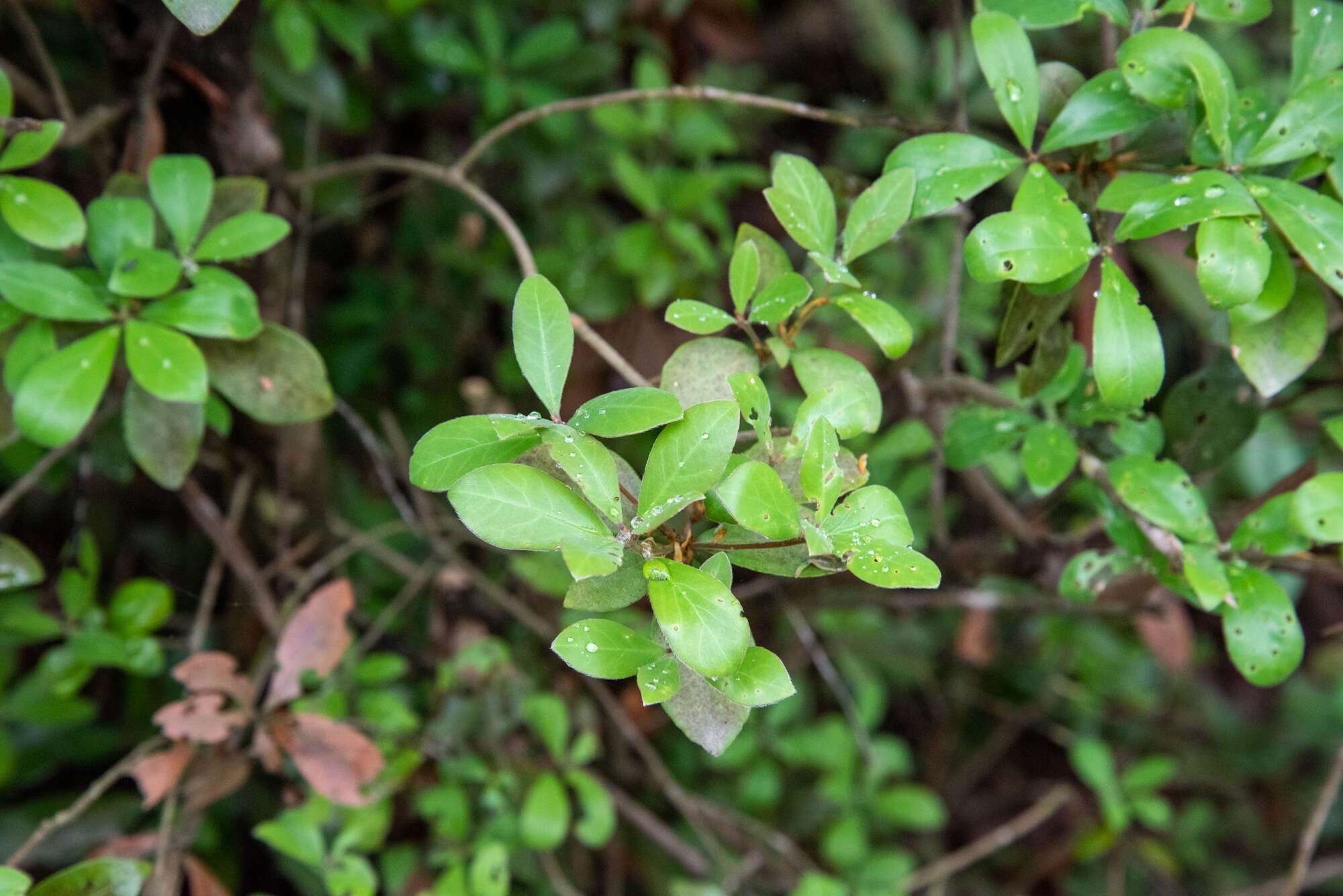 Sivun Litsea rotundifolia var. oblongifolia (Nees) C. K. Allen kuva