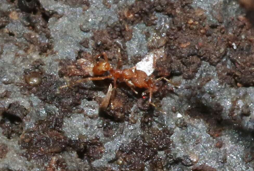 Image of Ant