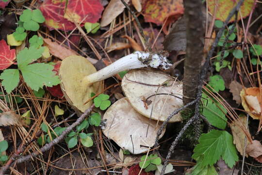 Image of Slippery white bolete