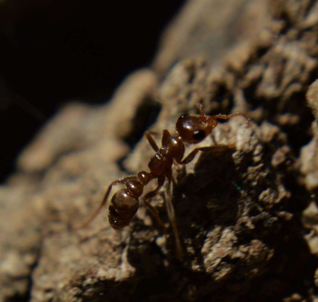 Image of Pseudomyrmex kuenckeli (Emery 1890)