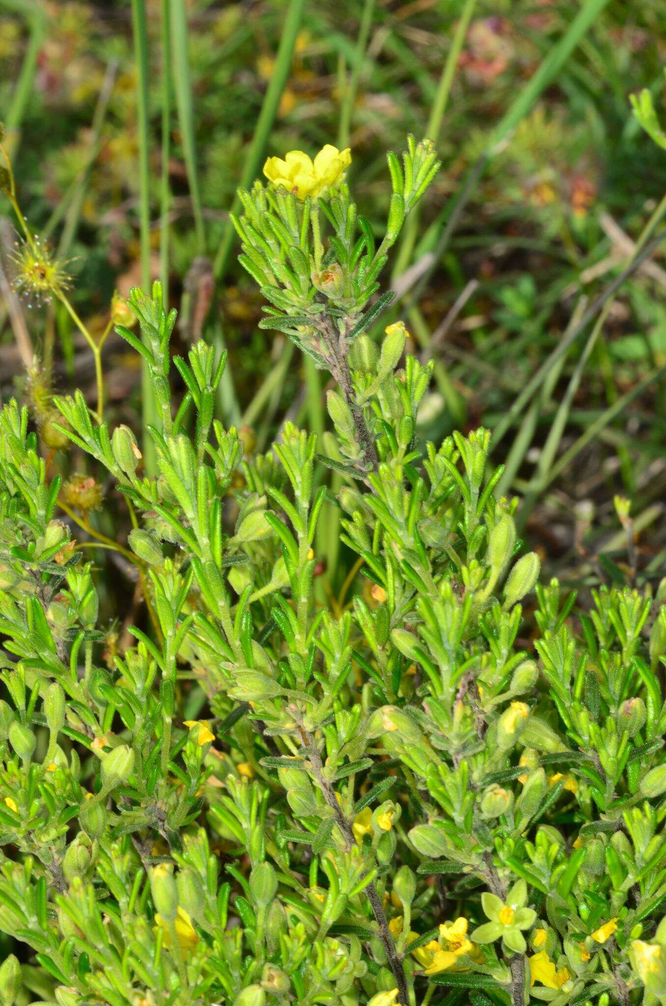 Image of Hibbertia australis N. A. Wakefield