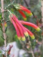 Image of Erica unicolor Wendl.