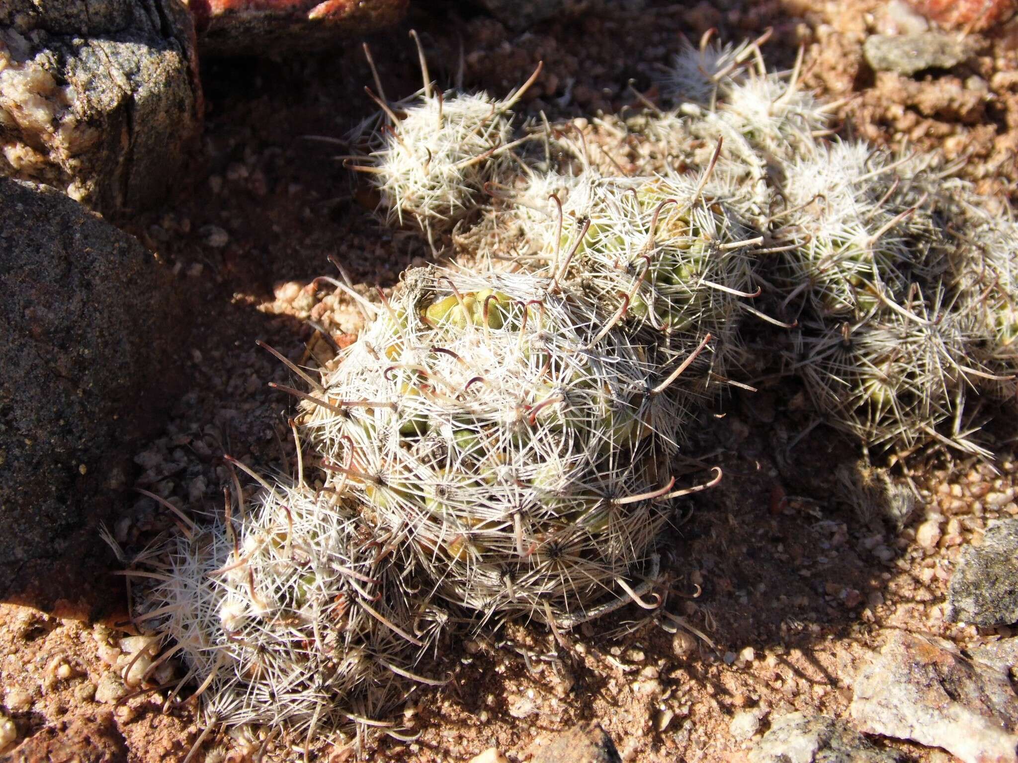 Mammillaria insularis H. E. Gates的圖片