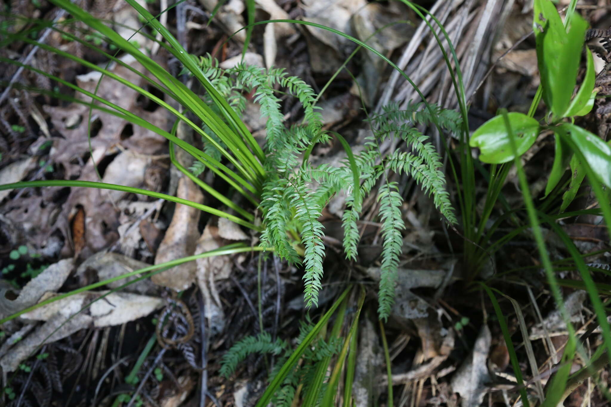 Image of Asparagus scandens Thunb.