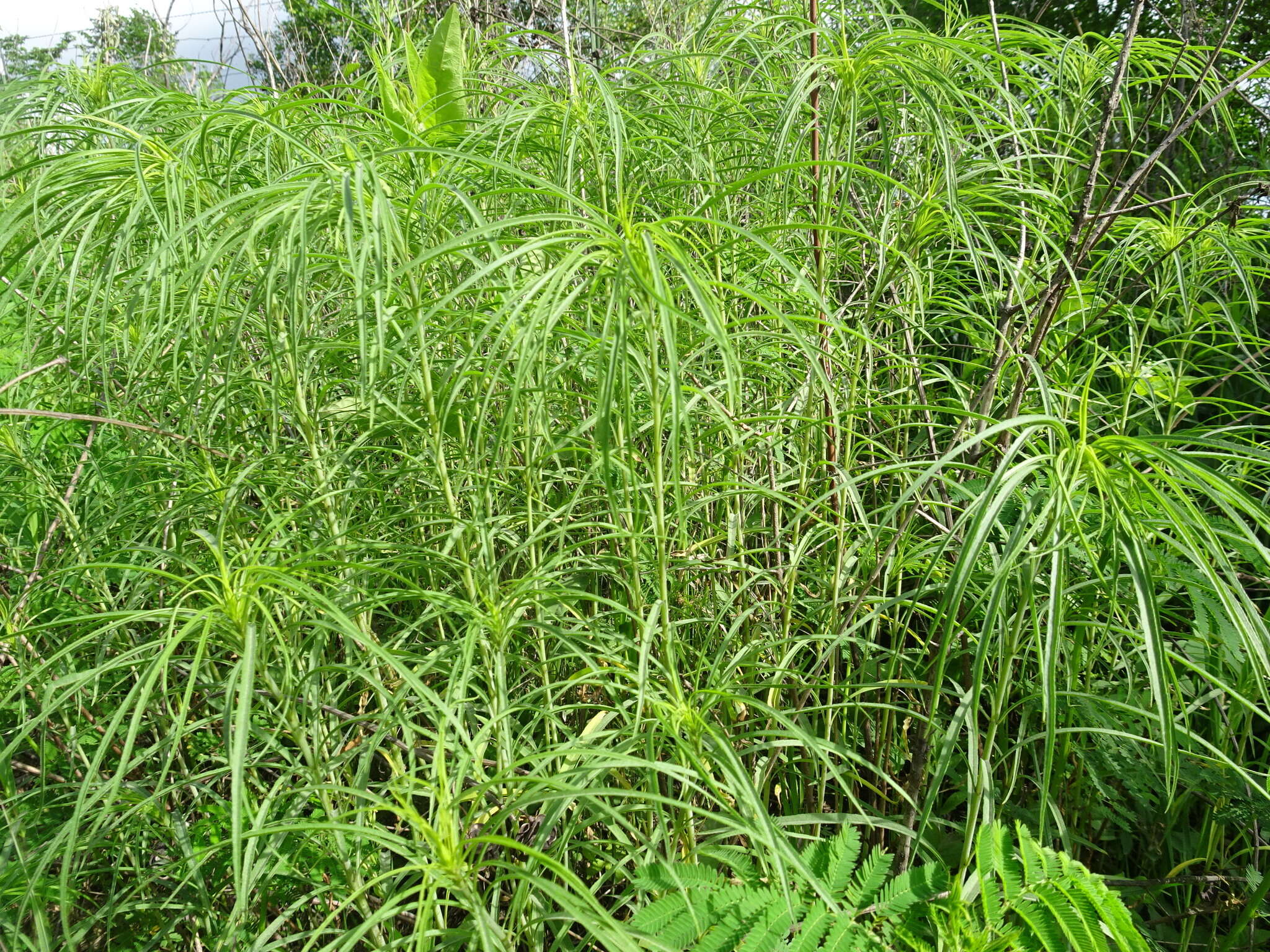 Plancia ëd Helianthus salicifolius A. Dietr.