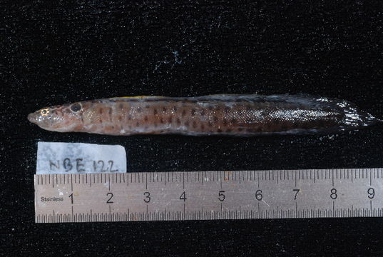 Image of <i>Halidesmus</i>