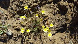 Слика од Calycoseris parryi A. Gray