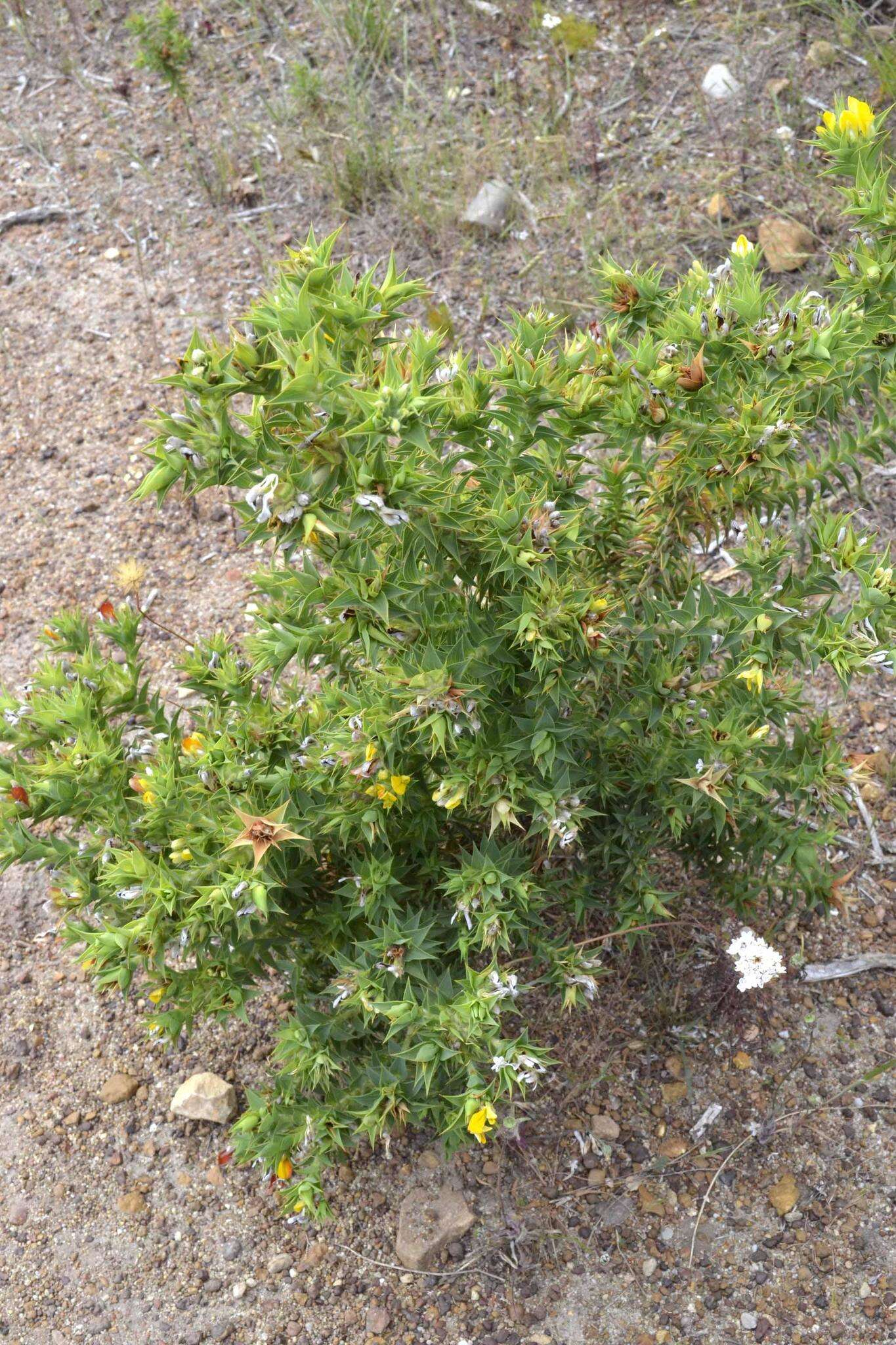 Image of Aspalathus cordata (L.) R. Dahlgren