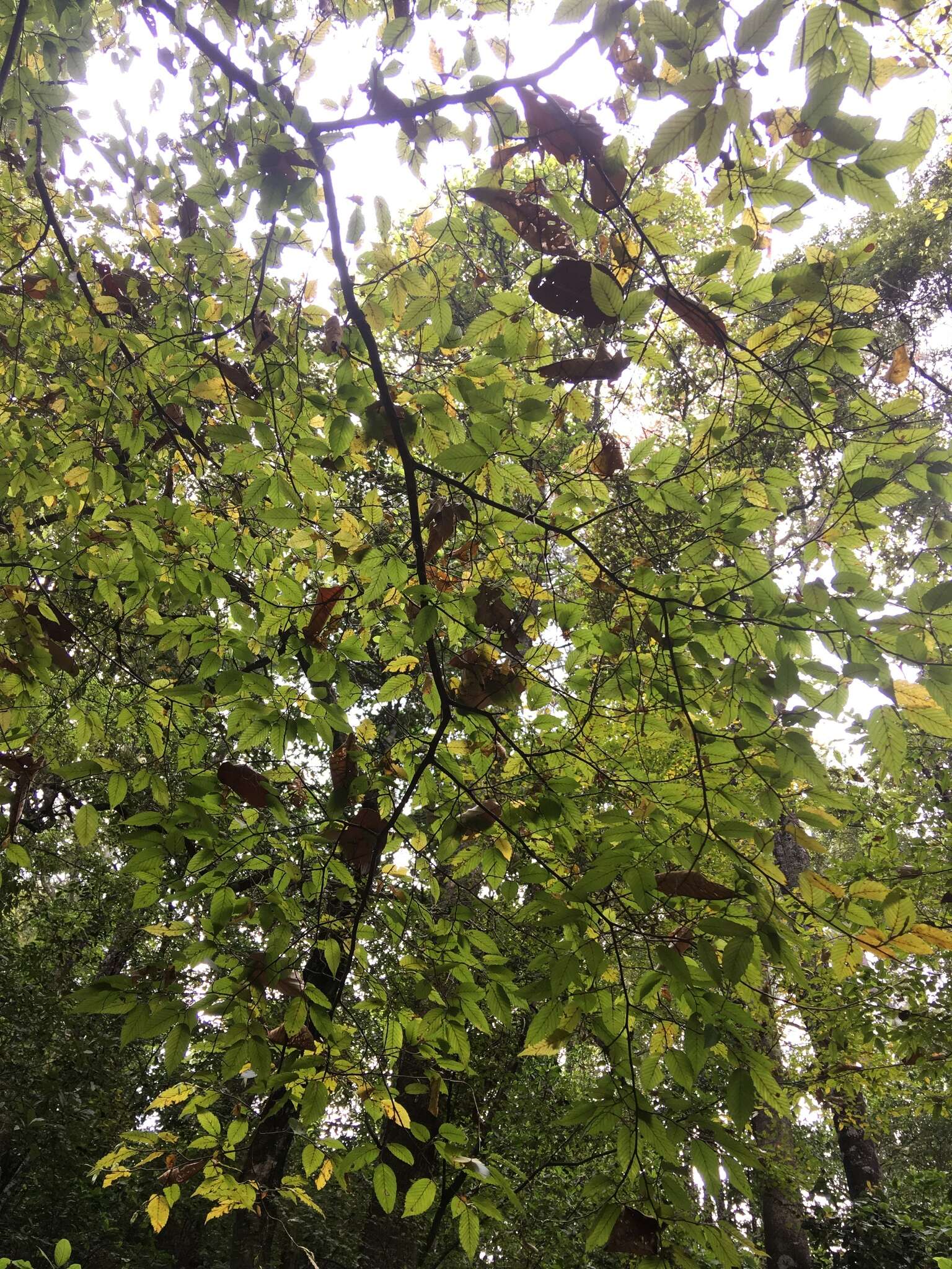 Image of Carpinus tropicalis (Donn. Sm.) Lundell