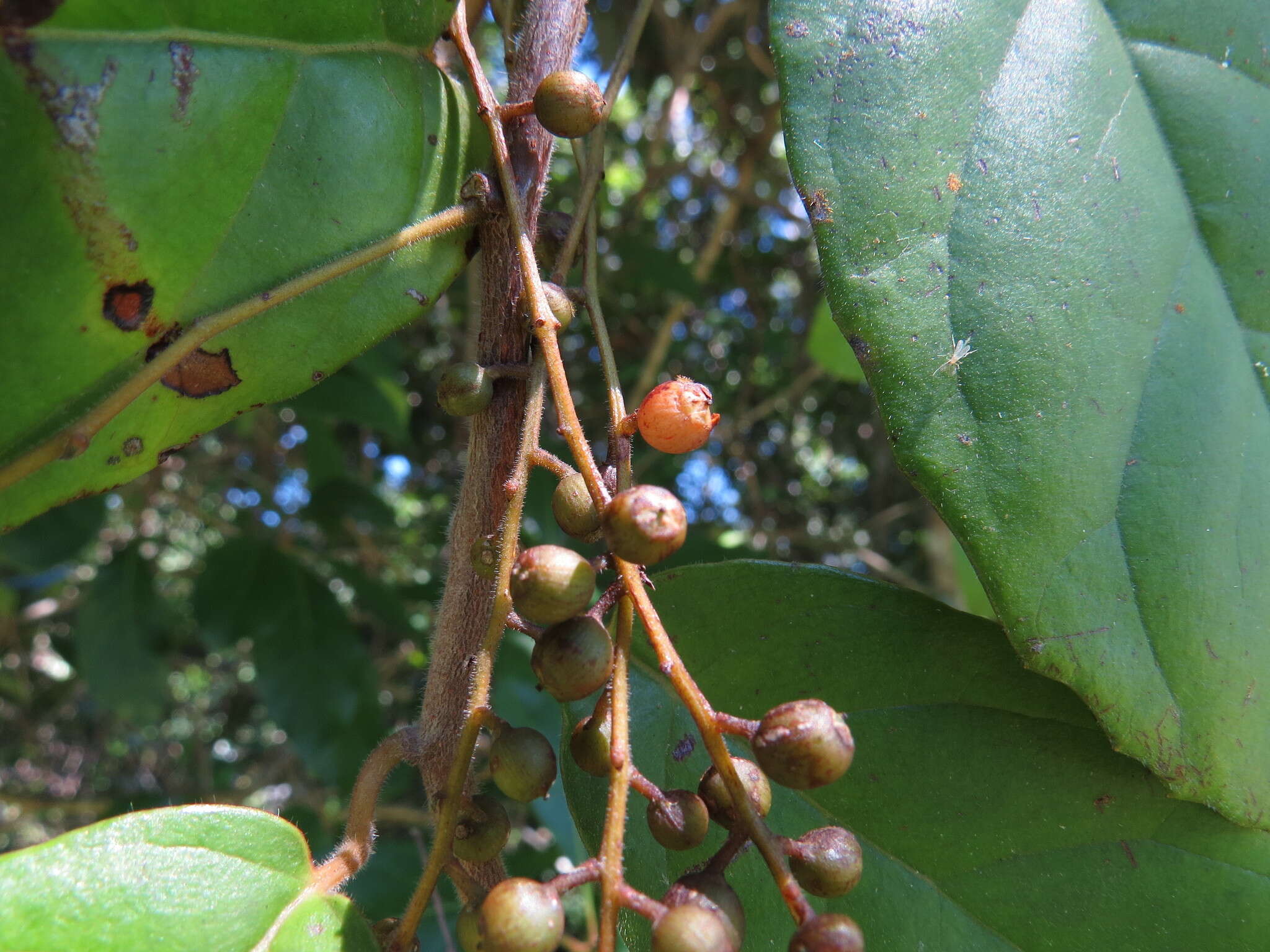 Image of Maesa dependens var. pubescens Benth.