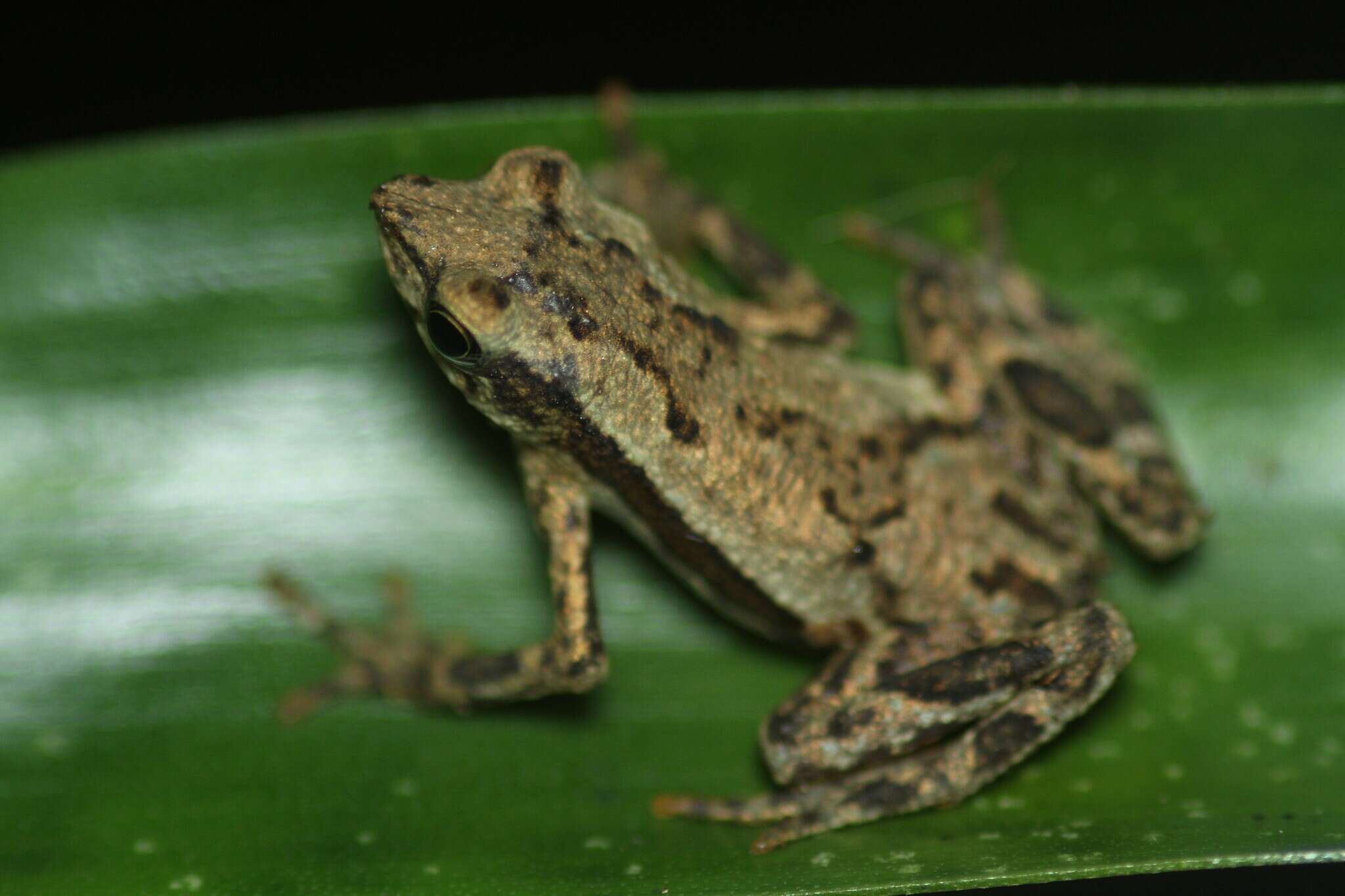 Image of <i>Dendrophryniscus haddadi</i>