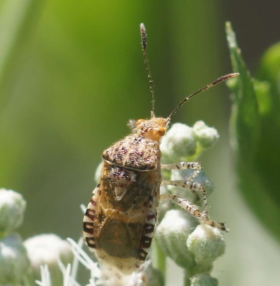 Image of Scentless plant bug