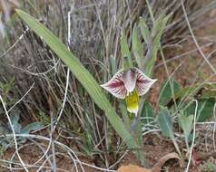 Gladiolus watermeyeri L. Bolus resmi