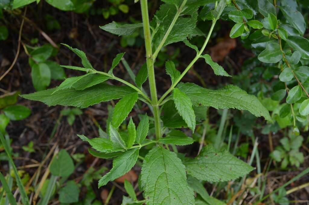 Image of Canada germander