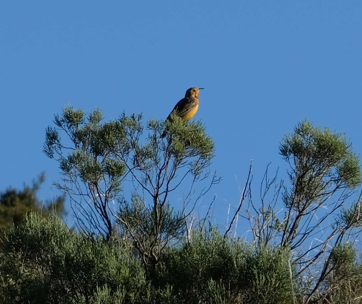 Image of Cape Longclaw