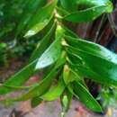 Image of Dracaena reflexa var. subelliptica H. Perrier