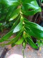 Image of Dracaena reflexa var. subelliptica H. Perrier