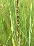 Image of Purple swamp grass