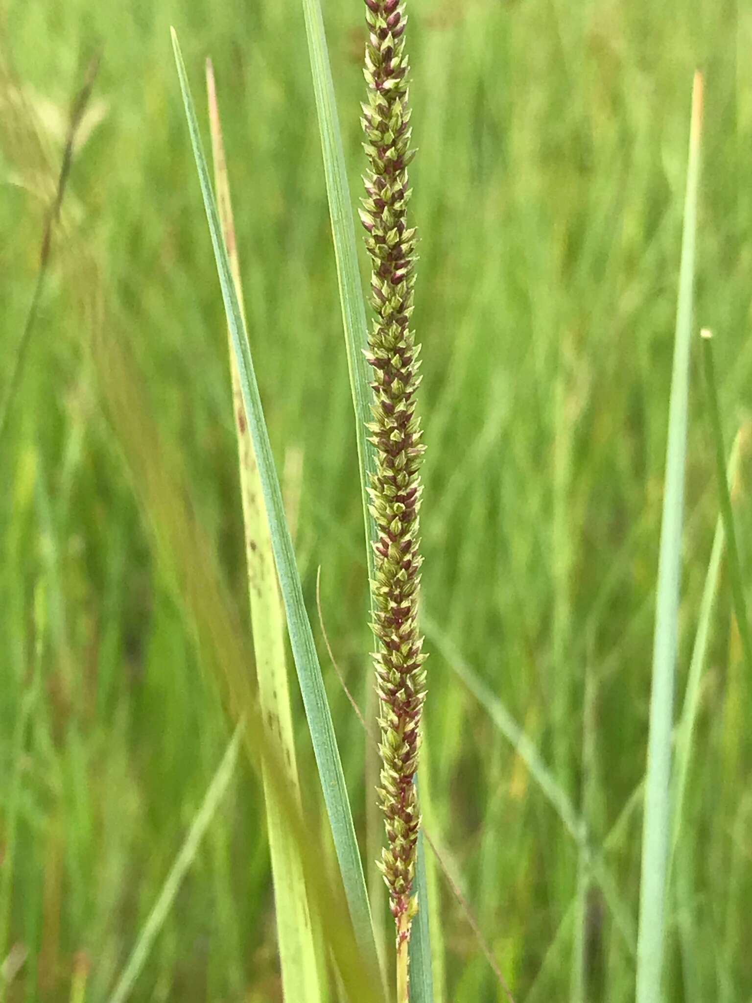 Image of Purple swamp grass